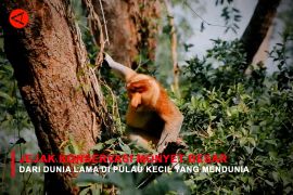 Feature - Jejak Konservasi Monyet Besar dari Dunia Lama di Pulau Kecil yang Mendunia Bagian 2