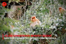 Feature - Jejak Konservasi Monyet Besar dari Dunia Lama di Pulau Kecil yang Mendunia Bagian 3