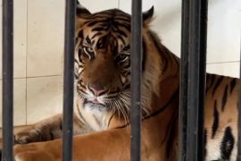 Seekor anak Harimau Sumatera TMSBK Bukittinggi mati karena malnutrisi