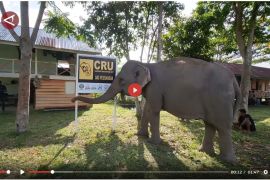 Prabowo komitmen lindungi populasi gajah - VIDEO