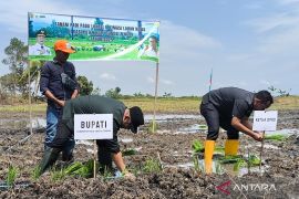 HST optimasi lahan rawa di Desa Kayu Rebah