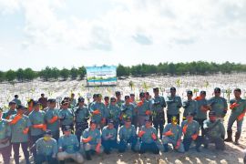 PLN Babel tanam 10.000 mangrove di kawasan Pantai Penyak, Bangka Tengah