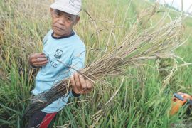 Hama wereng coklat serang pertanian padi di Trenggalek