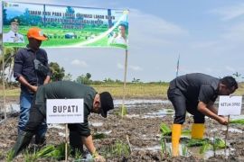 Kalsel kemarin dari rehabilitasi rumah hingga optimalisasi lahan rawa