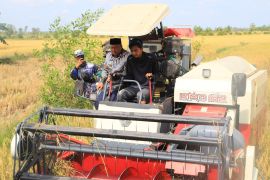 Batola optimalkan 1.696 hektare lahan sawah pada 2025