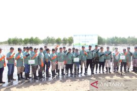 PLN UIW Babel tanam 10.000 bibit mangrove di Pantai Penyak