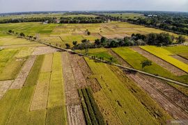 Luas panen dan produksi padi di Indonesia