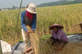 Petani Lebak pada Agustus panen padi seluas 21.000 hektare