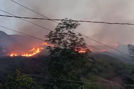 KPHL: Penyebab kebakaran 101 hektare hutan Pasaman belum diketahui