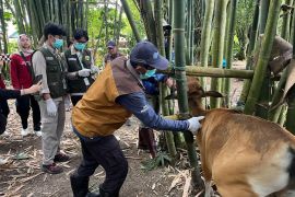 120 sapi di Maros terkena PMK