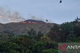 Dishut Sumbar selidiki penyebab kebakaran 100 hektare lahan di Pasaman