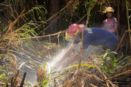 Kadis Kehutanan: Ada indikasi karhutla di Limapuluh Kota disengaja