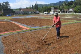 Harga kopi robusta turun di Jember