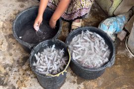 Sambal Cumi, harapan baru dari Laut Wates