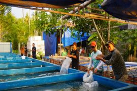 DKP Sulbar salurkan bibit ikan nila kepada enam UPR di Mamuju Tengah dan Pasangkayu