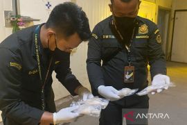 BKHIT Sumsel fasilitasi ekspor paha kodok ke Prancis