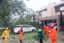 Hujan deras di Tangsel akibatkan pohon tumbang di sejumlah titik