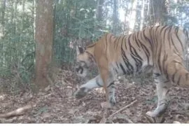 Forestry Ministry monitoring 42 Sumatran tigers recorded in Bengkulu