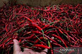 Bapanas catat harga cabai rawit dan bawang merah turun di tingkat konsumen