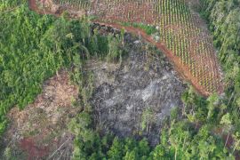 Gakkum tangkap tiga pelaku pembalakan liar di Lutim Sulsel