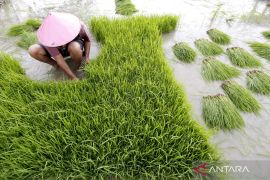 Indonesia accelerates irrigation rehabilitation to boost rice output