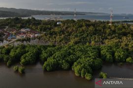 Kementerian LH rehabilitasi 769 ribu hektare mangrove