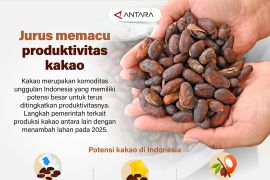 Jurus memacu produktivitas kakao