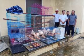 BKSDA Maluku terima penyerahan sembilan ekor Kakatua hasil sitaan tim gabungan