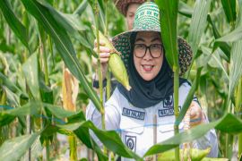 Banjarbaru harvests 472 kg quality corn and chilies