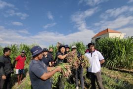 Pemkot Denpasar panen bawang merah hasil pengembangan 4 hektar lahan