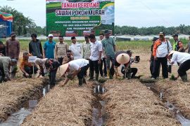 DTPH Pasaman Barat tingkatkan produksi padi berbasis kolaborasi