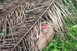 Bea Cukai Langsa sita 144.600 batang rokok ilegal, ada disembunyikan di kebun