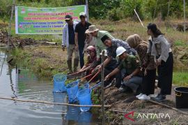 Panen Kolam Ikan PT Arara Abadi untuk  Warga Sakai