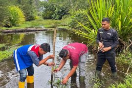 Pertamina Sumbagut tanam 1.000 bakau untuk antisipasi abrasi