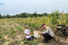 Polres Lingga bersama warga panen 2,5 ton jagung
