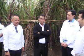 Danantara siap gelontorkan Rp1,5 triliun beli gula petani