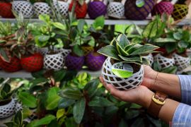 8 manfaat tanaman hias di halaman rumah