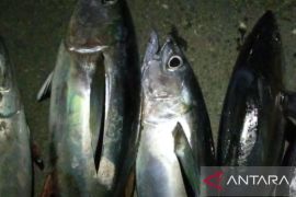 Akademisi Universitas Pattimura kembangkan biointervensi cegah keracunan pada ikan