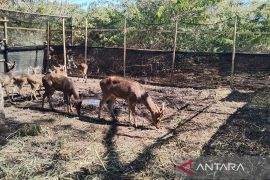 Menjaga kelestarian rusa timor demi masa depan konservasi