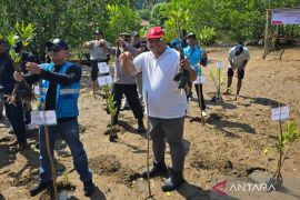 Dukung Pelestarian Pesisir, PT Semen Padang Ikut Serta Dalam Penanaman 1.000 Bibit Mangrove di Sungai Pisang