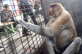 Evakuasi Bekantan liar dari permukiman warga