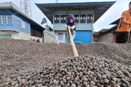 Tanggamus named main focus of ICARE program for coffee farmers