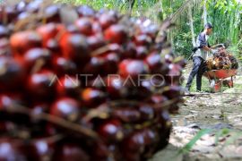 Dana replanting program PSR di Aceh Jaya sudah mencapai Rp129 miliar