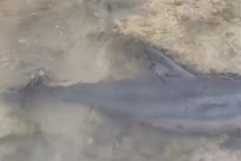 Balawista Lebak selamatkan lumba-lumba hidung botol terdampar