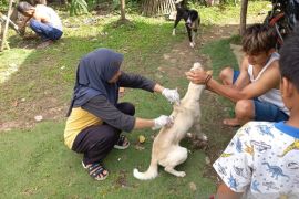 Dinas Pertanian Pasaman siapkan 1.000 dosis vaksin antisipasi rabies