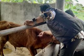 Pemko Batam lanjutkan vaksinasi PMK tahap dua untuk 400 hewan ternak