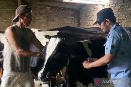 Dinas Pertanian Kudus terima tambahan vaksin  1.300 dosis PMK