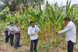 Lapas Kelas IIA Palu panen 450 kilogram jagung manis dukung ketahanan pangan