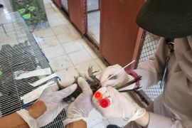 Karantina Sumut musnahkan  ratusan burung terindikasi tidak sehat