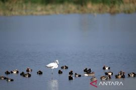 Studi ungkap suhu panas ekstrem sebabkan populasi burung tropis turun